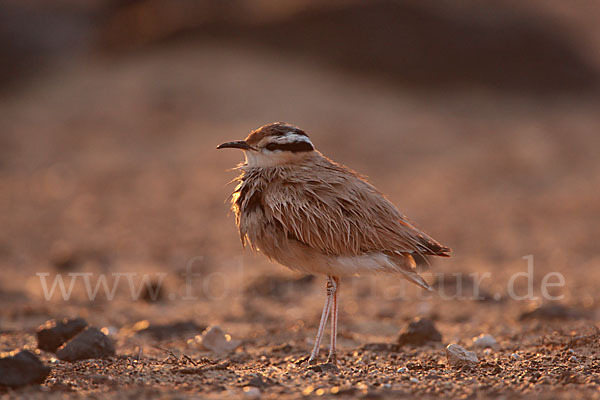 Rennvogel sspec. (Cursorius cursor bannermanni)