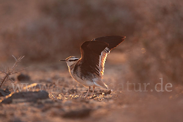 Rennvogel sspec. (Cursorius cursor bannermanni)