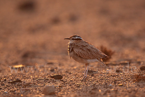 Rennvogel sspec. (Cursorius cursor bannermanni)