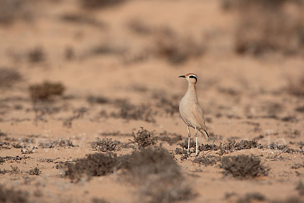 Rennvogel sspec. (Cursorius cursor bannermanni)