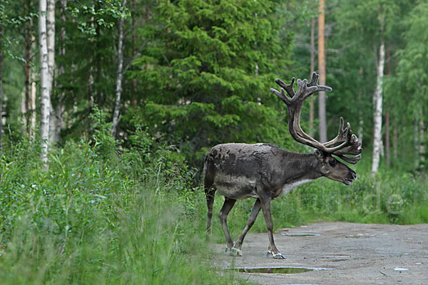 Rentier (Rangifer tarandus)