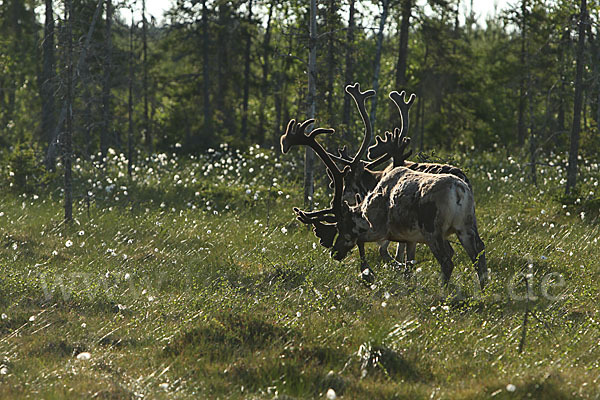 Rentier (Rangifer tarandus)