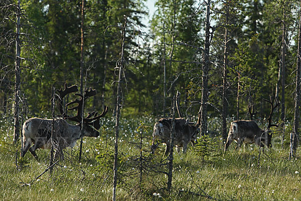 Rentier (Rangifer tarandus)