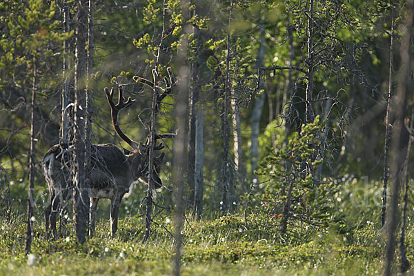 Rentier (Rangifer tarandus)