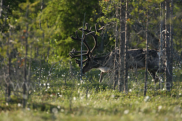 Rentier (Rangifer tarandus)