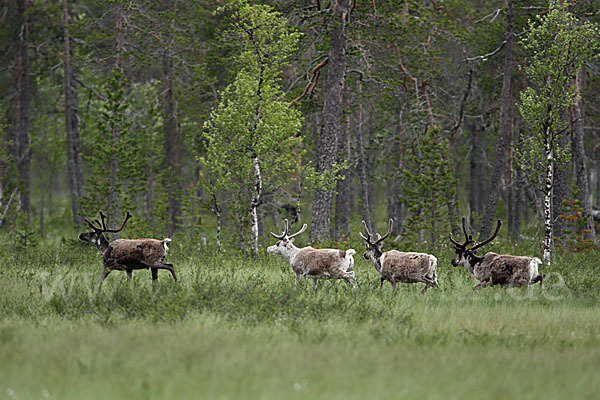 Rentier (Rangifer tarandus)