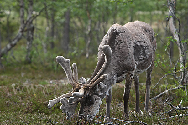 Rentier (Rangifer tarandus)