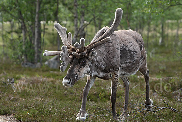 Rentier (Rangifer tarandus)