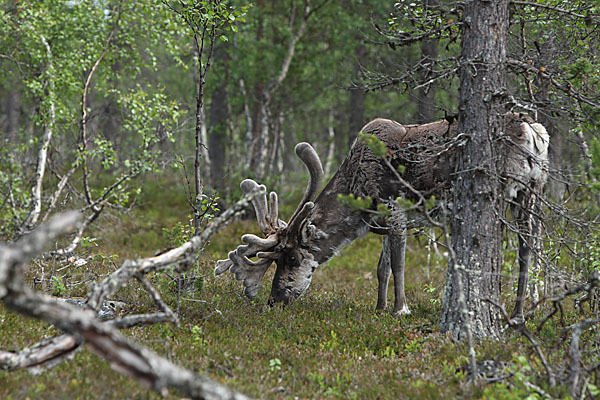 Rentier (Rangifer tarandus)