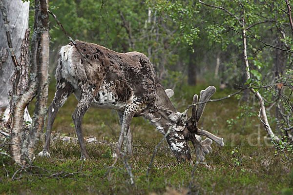 Rentier (Rangifer tarandus)