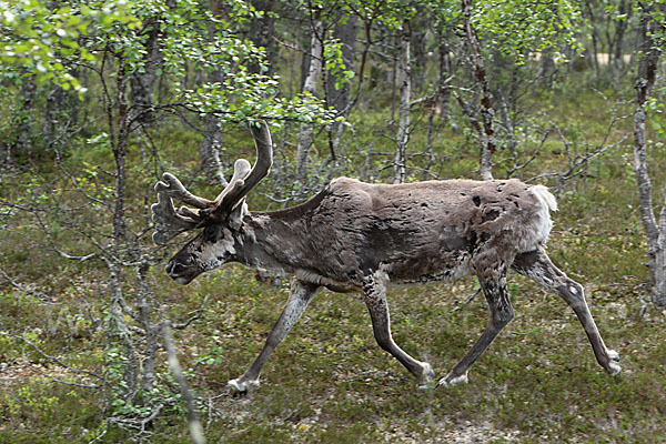 Rentier (Rangifer tarandus)