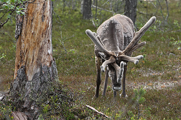 Rentier (Rangifer tarandus)