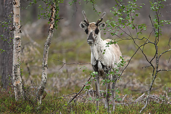 Rentier (Rangifer tarandus)