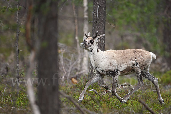 Rentier (Rangifer tarandus)