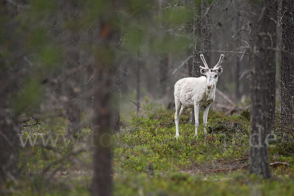 Rentier (Rangifer tarandus)