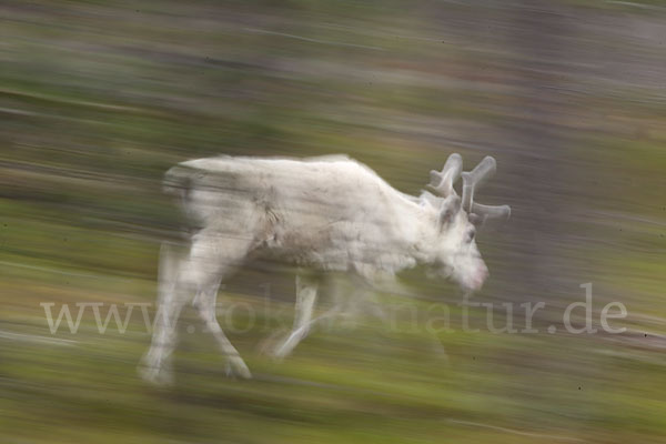 Rentier (Rangifer tarandus)