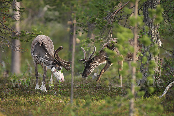 Rentier (Rangifer tarandus)