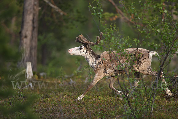 Rentier (Rangifer tarandus)