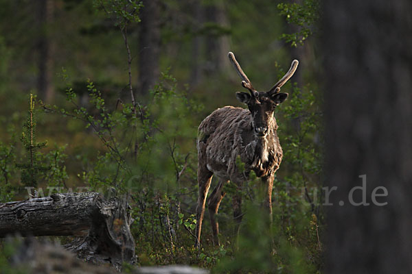 Rentier (Rangifer tarandus)