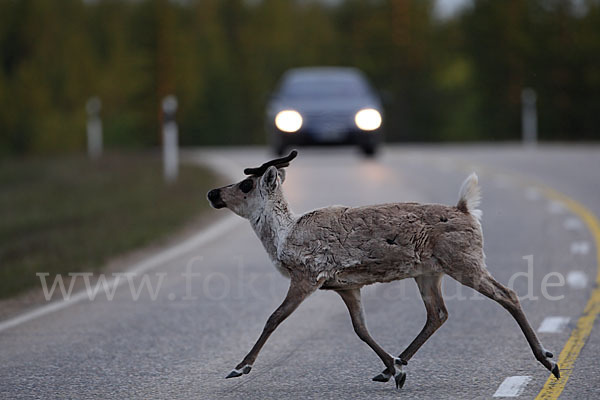 Rentier (Rangifer tarandus)