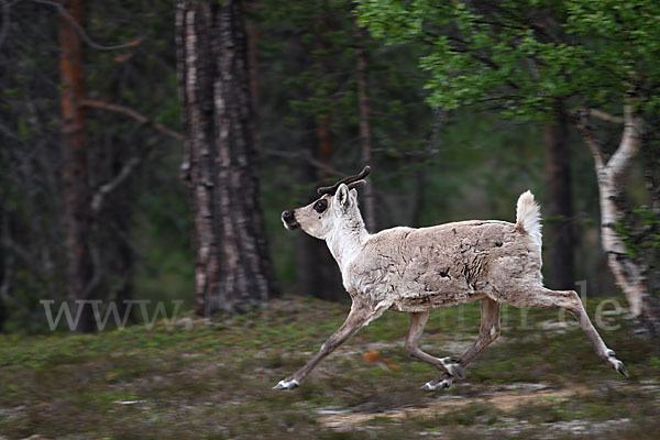 Rentier (Rangifer tarandus)