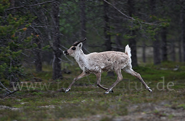 Rentier (Rangifer tarandus)