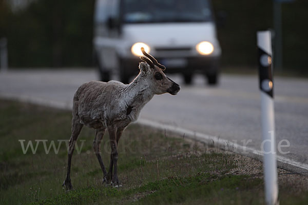 Rentier (Rangifer tarandus)