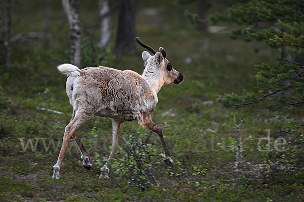 Rentier (Rangifer tarandus)