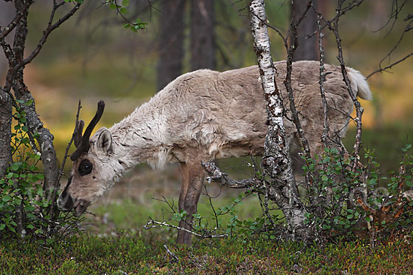 Rentier (Rangifer tarandus)