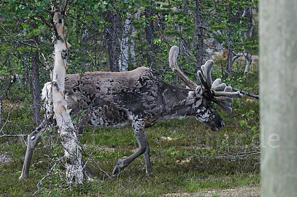 Rentier (Rangifer tarandus)