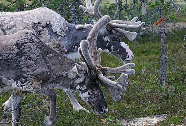 Rentier (Rangifer tarandus)