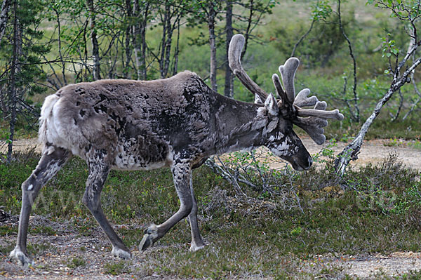 Rentier (Rangifer tarandus)