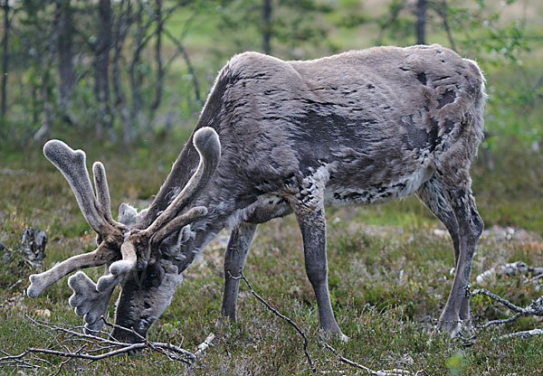 Rentier (Rangifer tarandus)