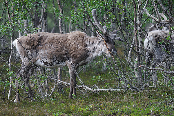 Rentier (Rangifer tarandus)