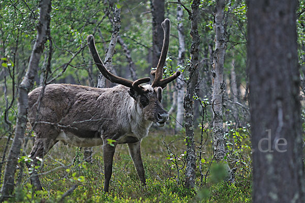 Rentier (Rangifer tarandus)