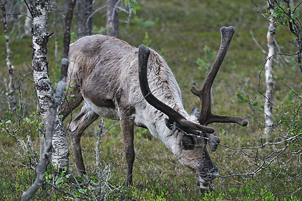 Rentier (Rangifer tarandus)