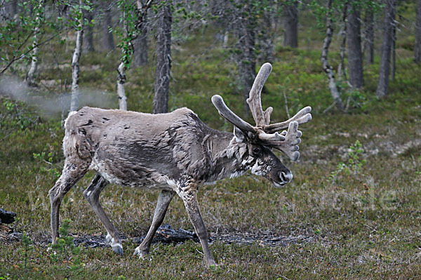 Rentier (Rangifer tarandus)