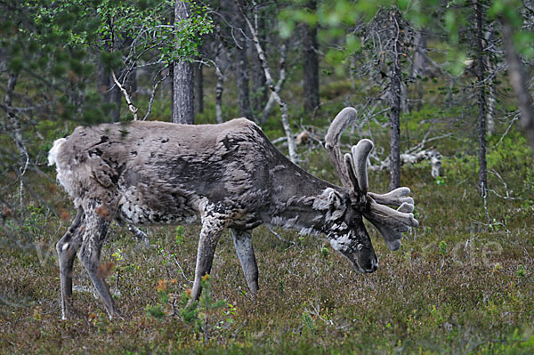 Rentier (Rangifer tarandus)