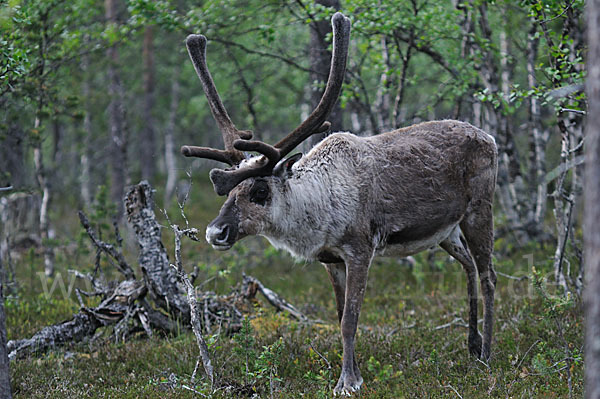 Rentier (Rangifer tarandus)