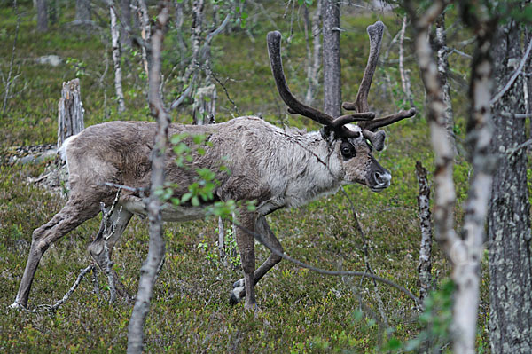 Rentier (Rangifer tarandus)