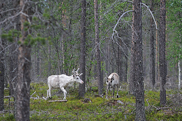 Rentier (Rangifer tarandus)