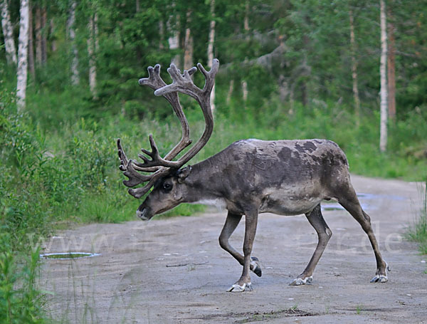 Rentier (Rangifer tarandus)