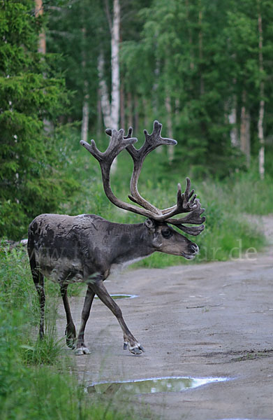 Rentier (Rangifer tarandus)