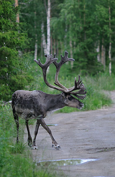 Rentier (Rangifer tarandus)