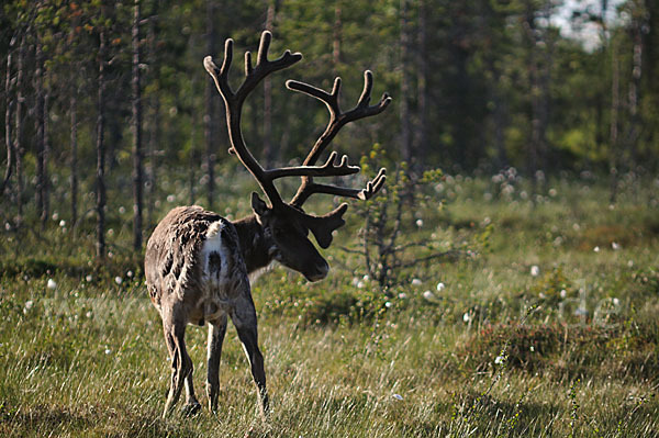 Rentier (Rangifer tarandus)