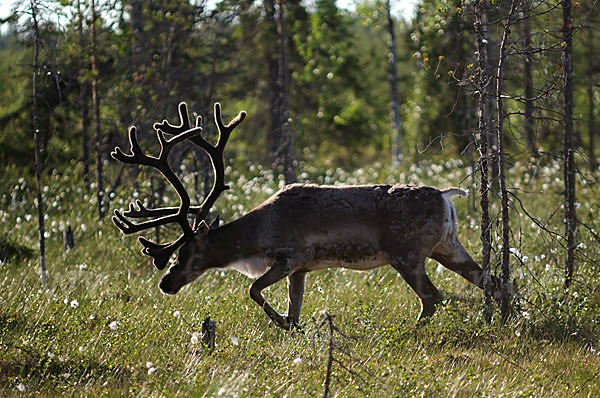 Rentier (Rangifer tarandus)