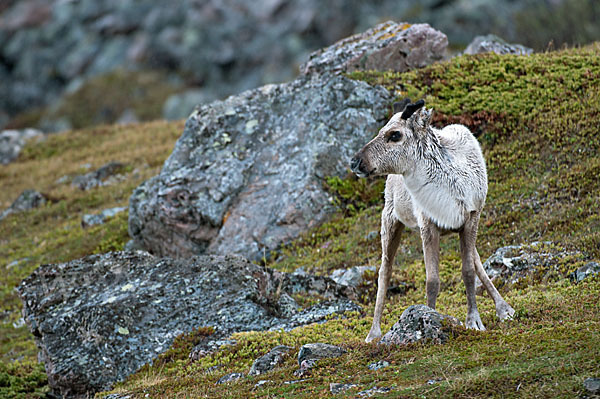 Rentier (Rangifer tarandus)