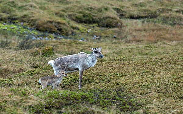 Rentier (Rangifer tarandus)