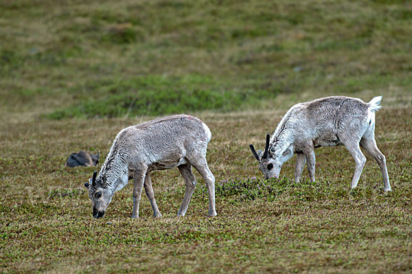 Rentier (Rangifer tarandus)