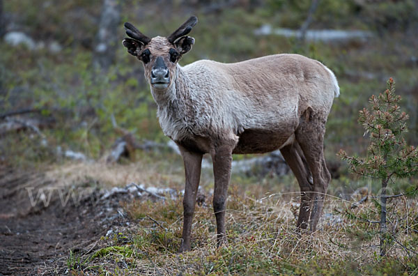 Rentier (Rangifer tarandus)